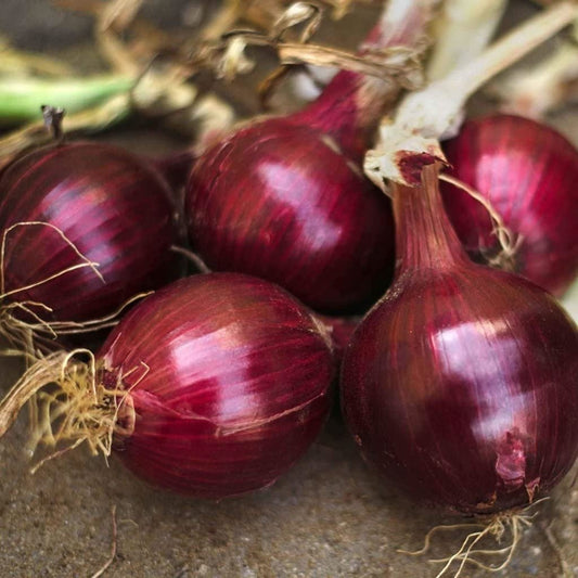 Red Burgundy Onion Seeds - Heirloom Non GMO Garden Vegetable