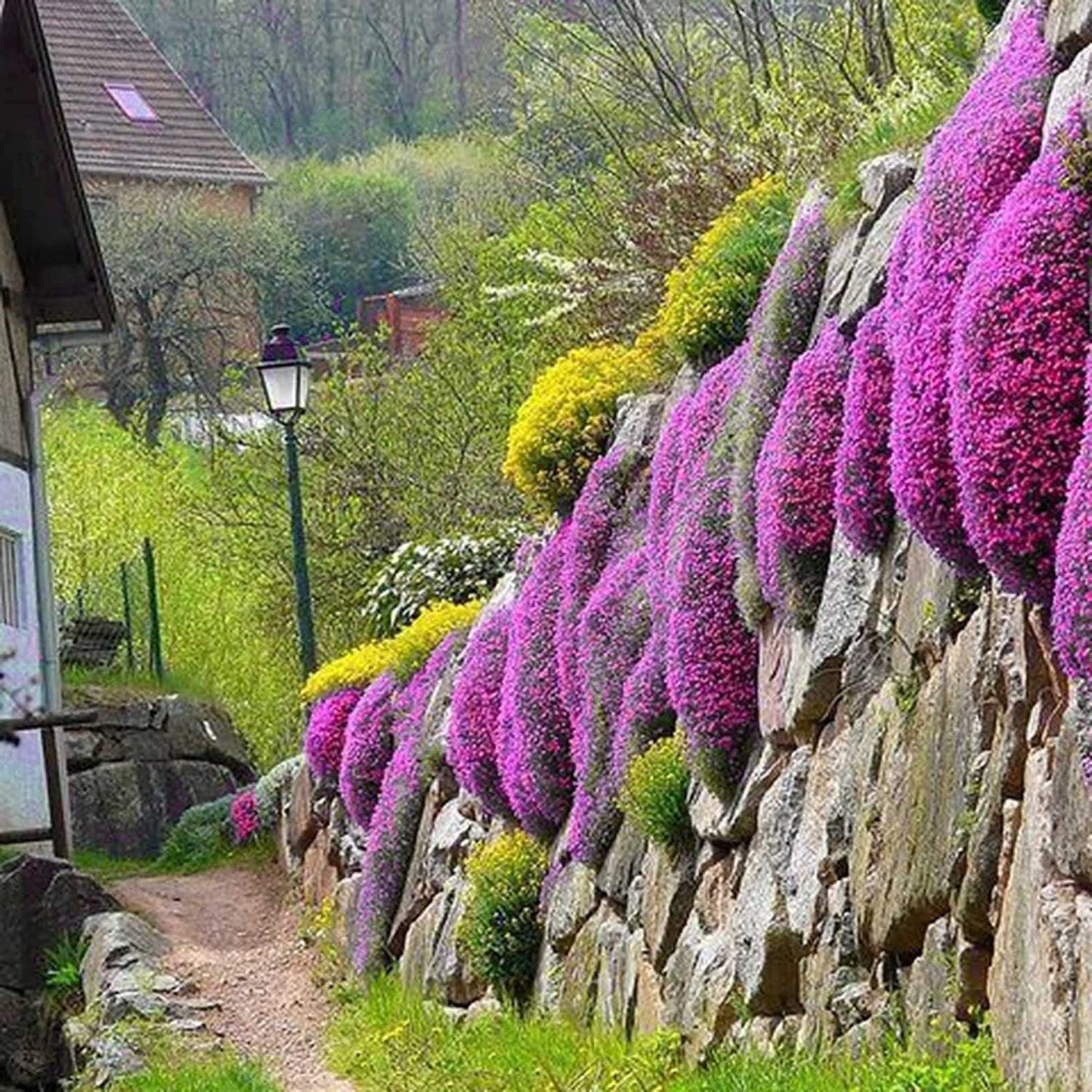 Red Carpet Creeping Thyme Ground Cover - 5000 Plant Seeds Perennial- Non-Gmo - Heirloom Flower