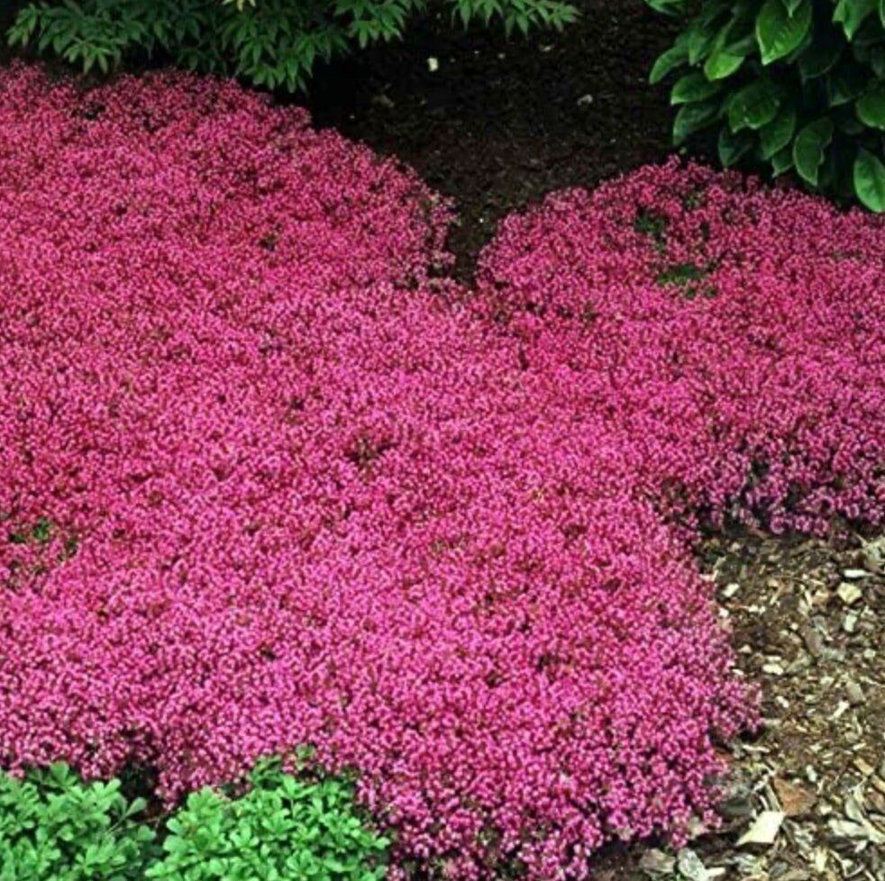 Red Creeping Thyme Seeds - Easy-Grow, Fragrant Ground Cover Plants, Open Pollinated - Thymus Serpyllum
