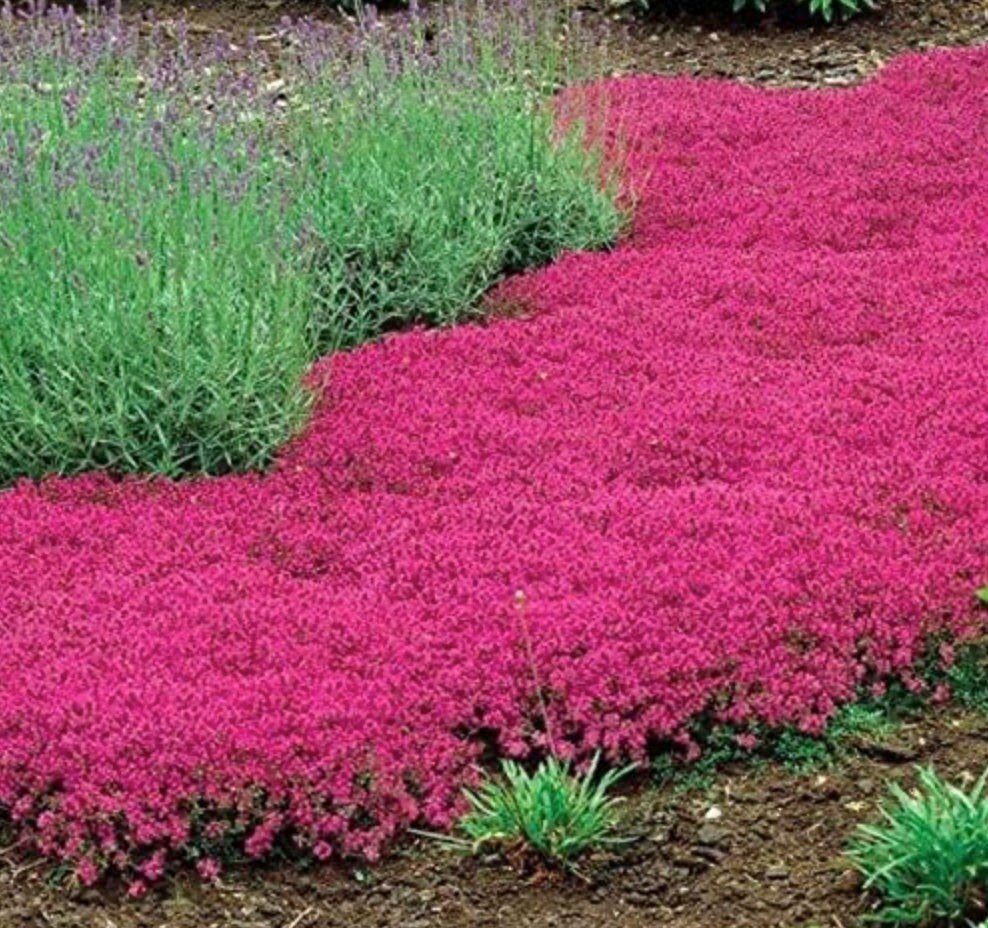 Red Creeping Thyme Seeds - Easy-Grow, Fragrant Ground Cover Plants, Open Pollinated - Thymus Serpyllum
