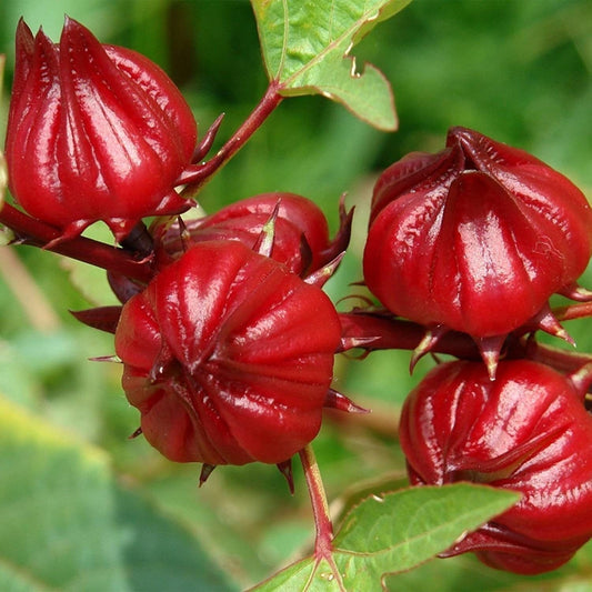 Red Roselle Seeds - (Hibiscus Sabdariffa) Jamaican Sorrel Seeds - Florida Cranberry - Indian Roselle - Vibrant Hibiscus Wonders