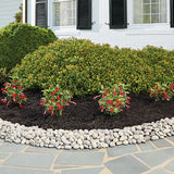 Landscape design & installation