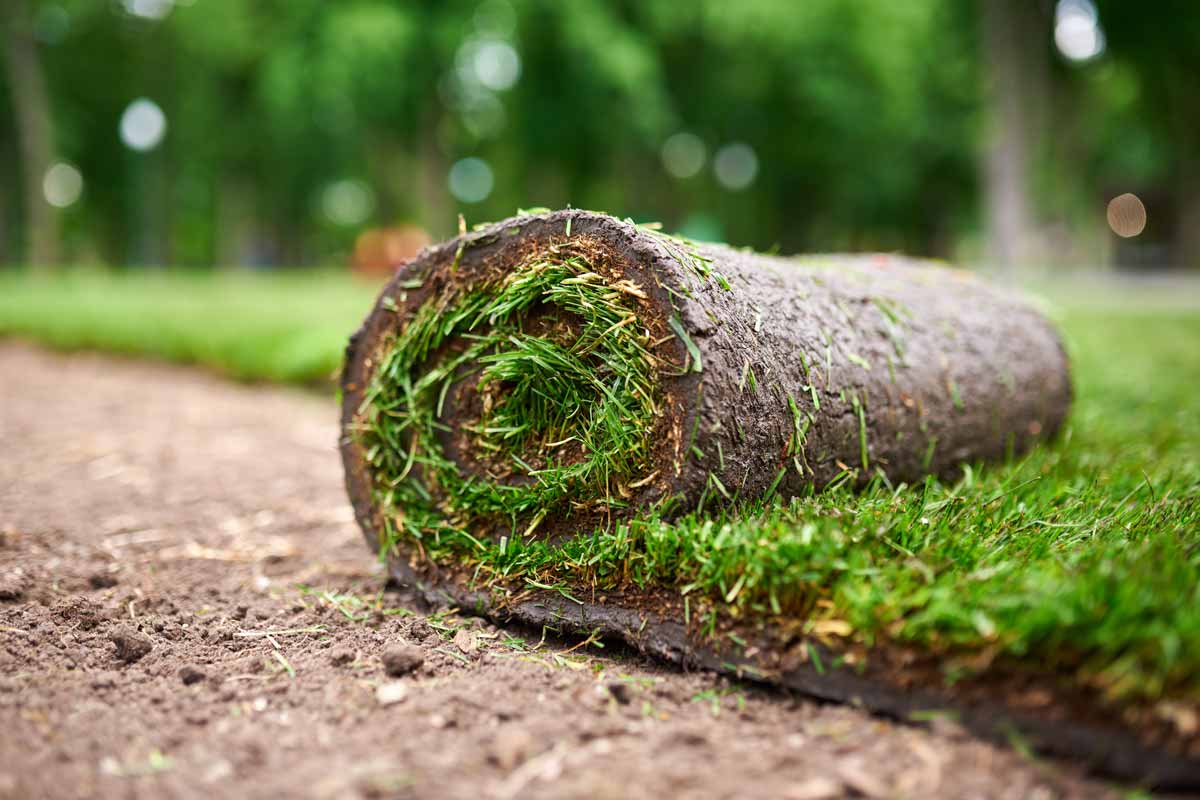Rolls of sod being laid on a prepared lawn