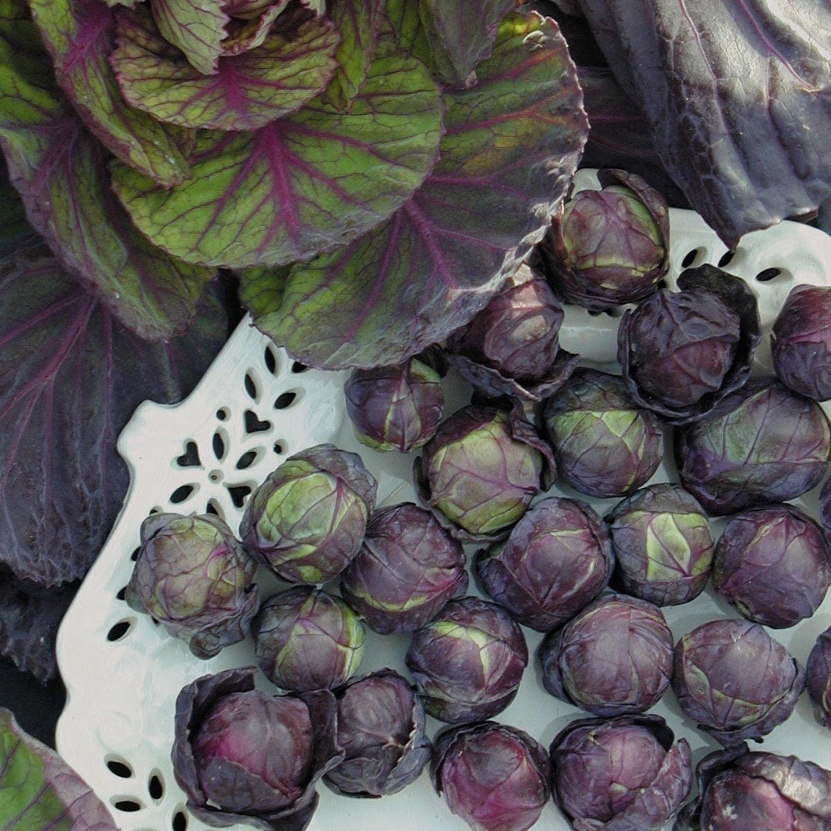 Rosella Brussels Sprouts Cabbage - 100 Seeds - Purple egetable