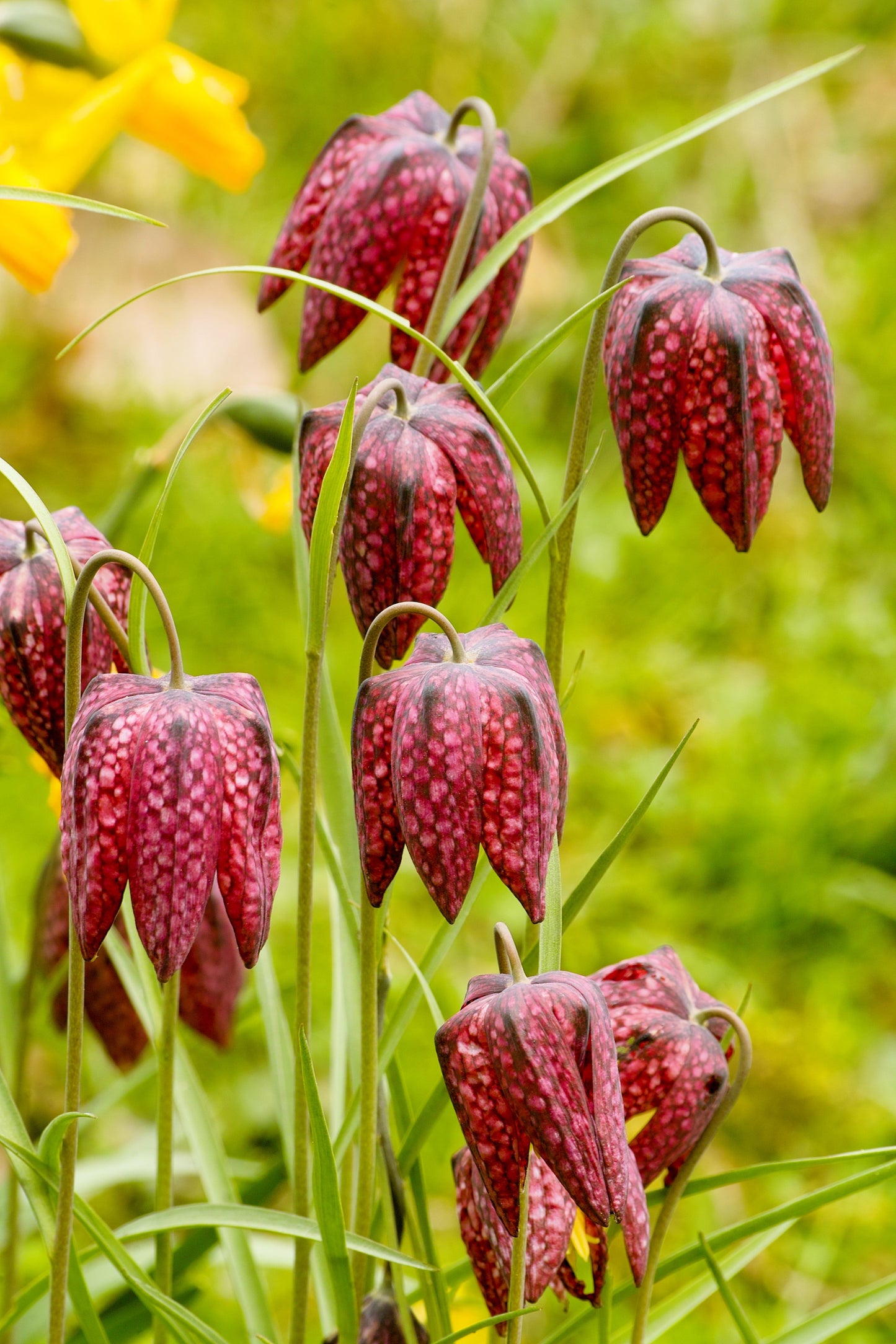 10 CHECKER LILY Fritillaria Affinis Chocolate Mission Bells Flower Seeds