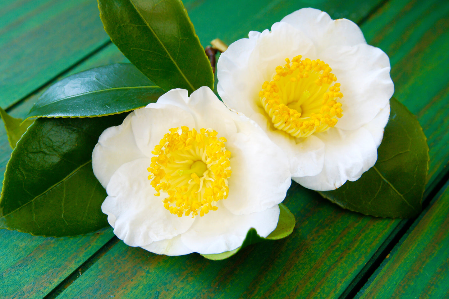 1 Lb Bulk TEA PLANT Black & Green Drinking Tea Camellia Sinensis Tree Shrub Herb Flower - Approx 385 Seeds