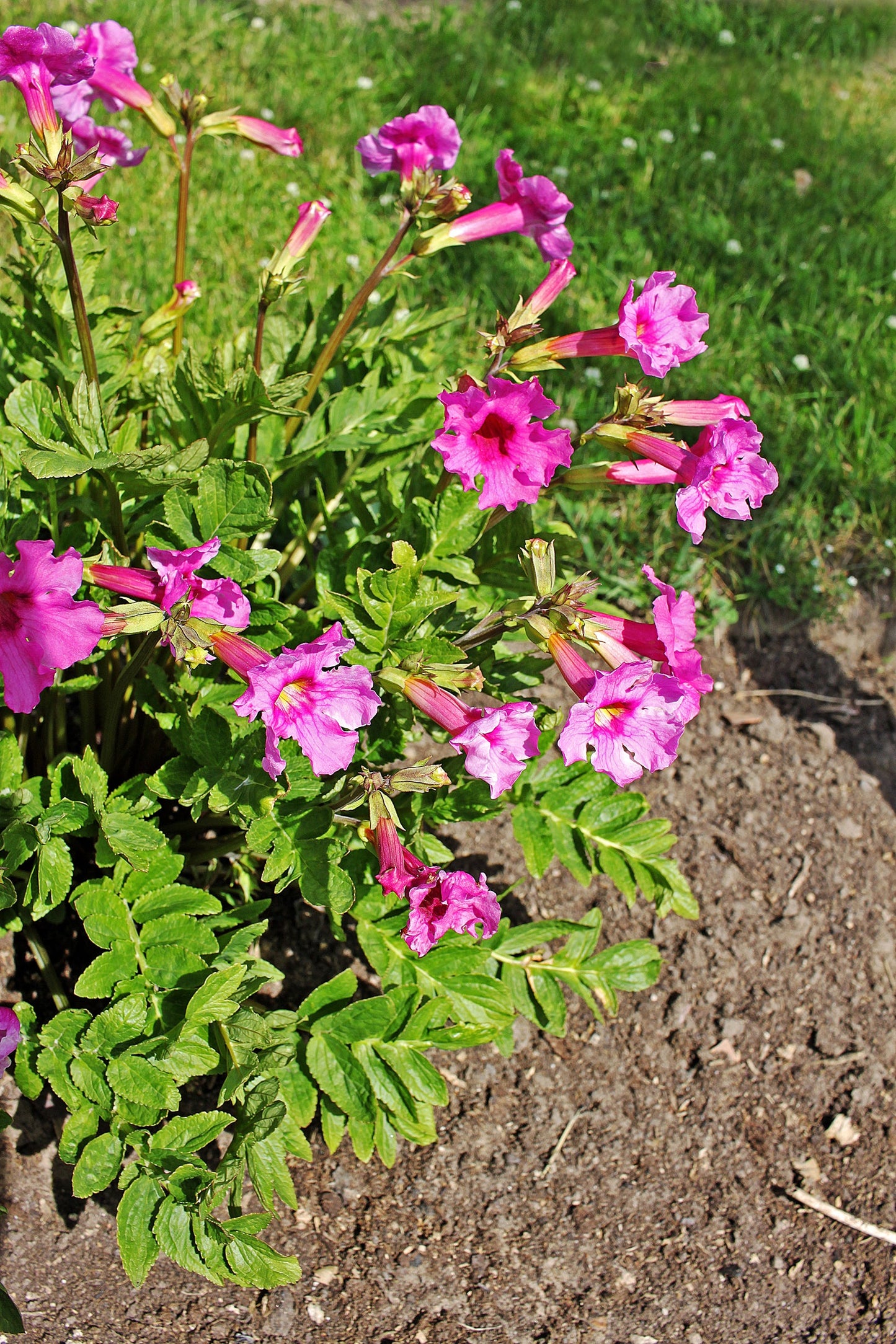 10 Cheron PINK HARDY GLOXINIA Incarvillea Delavayi Flower Seeds