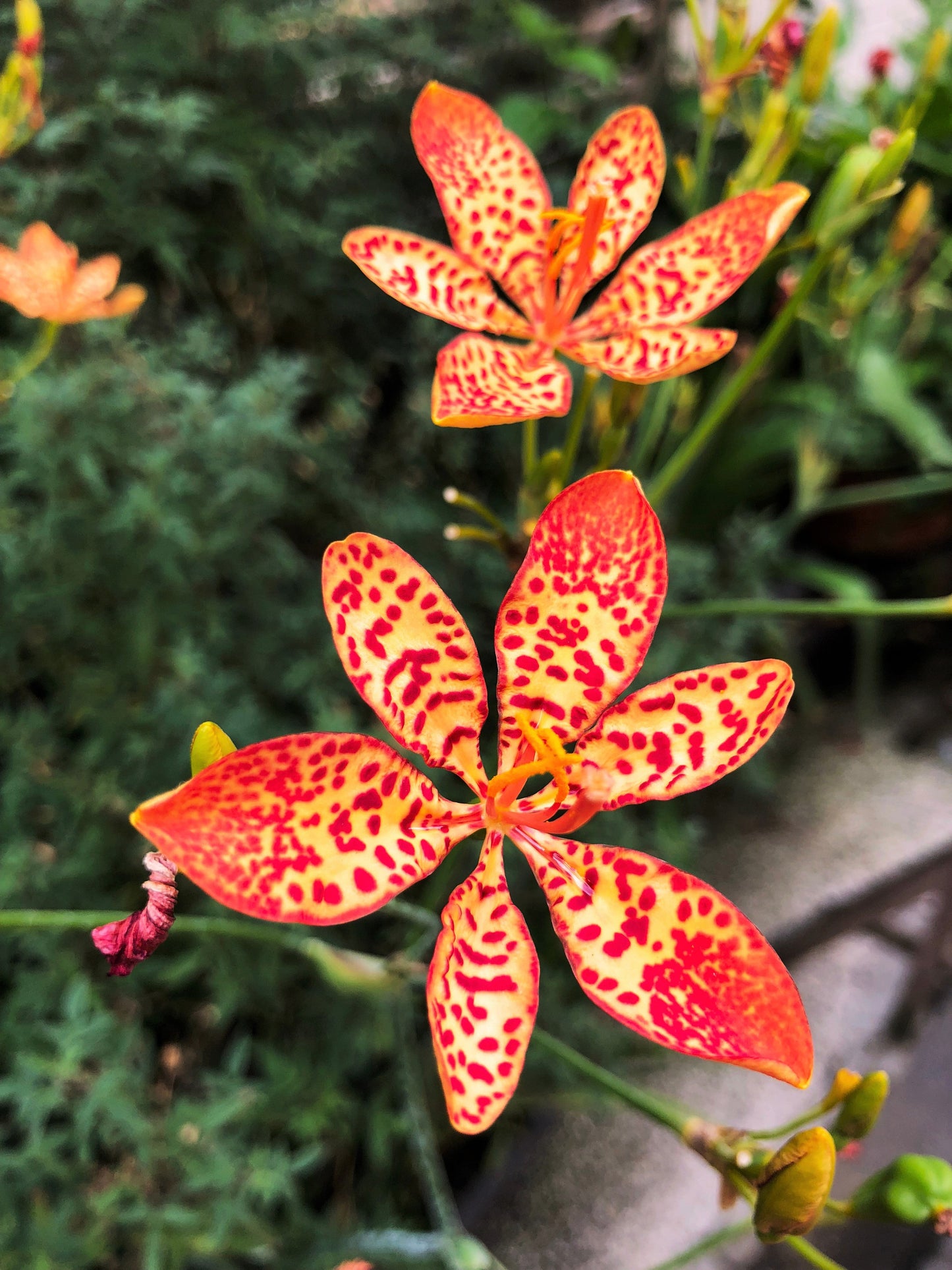 10 FRECKLEFACE BLACKBERRY LILY (Leopard Lily) Belamcanda Chinensis Iris Domestica Flower Seeds