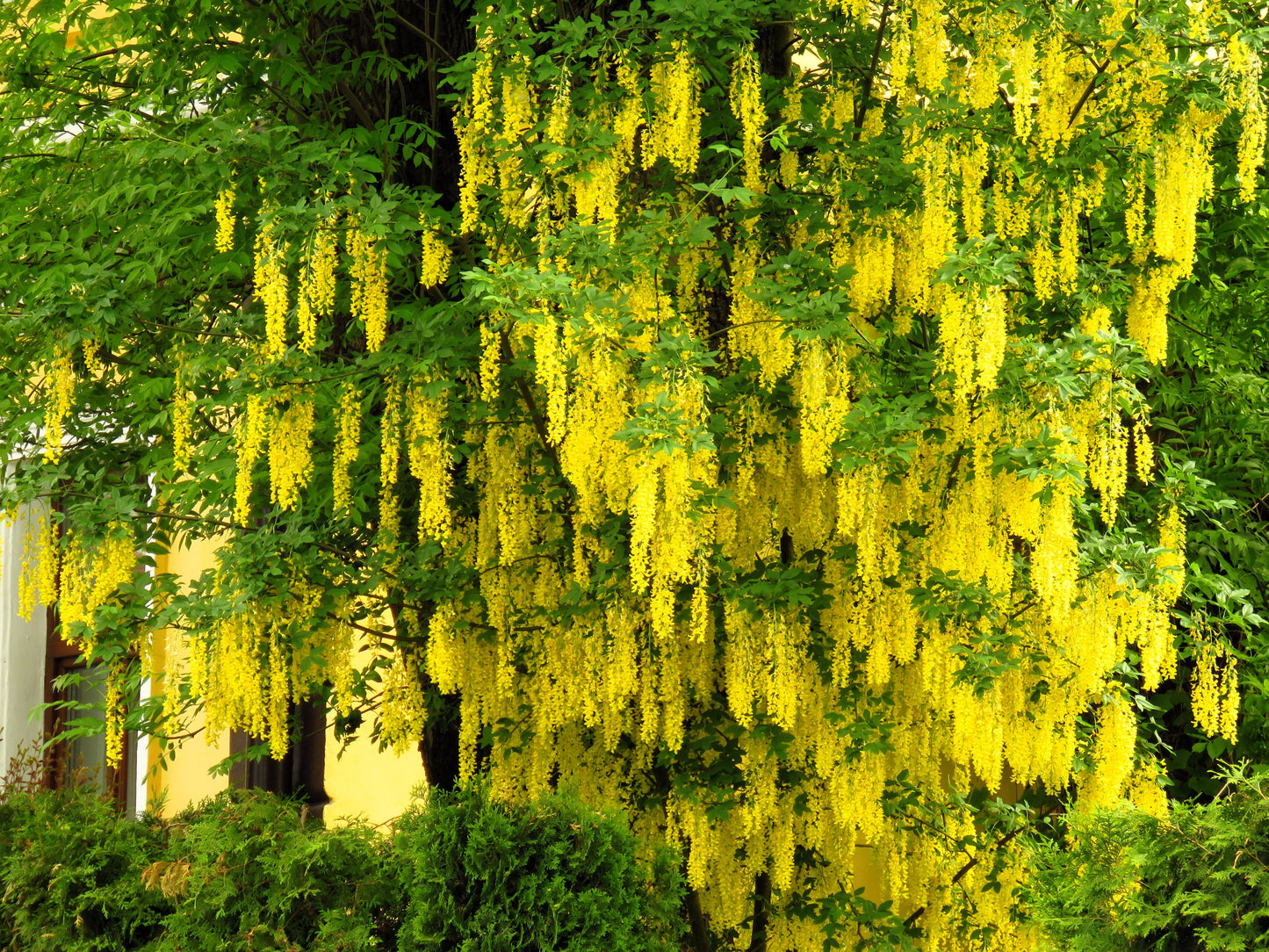 10 GOLDEN CHAIN TREE Goldenchain Laburnum Anagyroides Yellow Flower Seeds