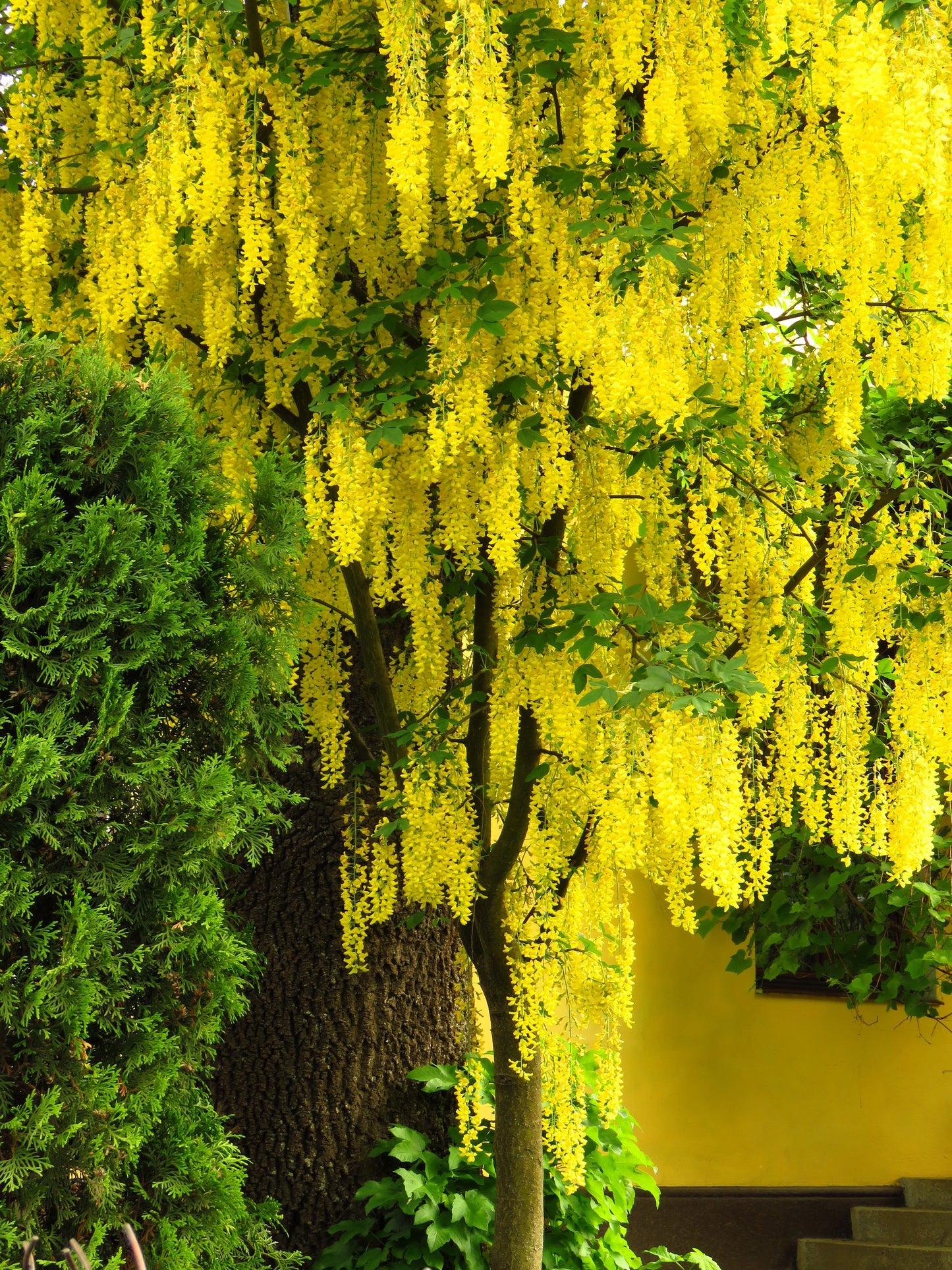 10 GOLDEN CHAIN TREE Goldenchain Laburnum Anagyroides Yellow Flower Seeds