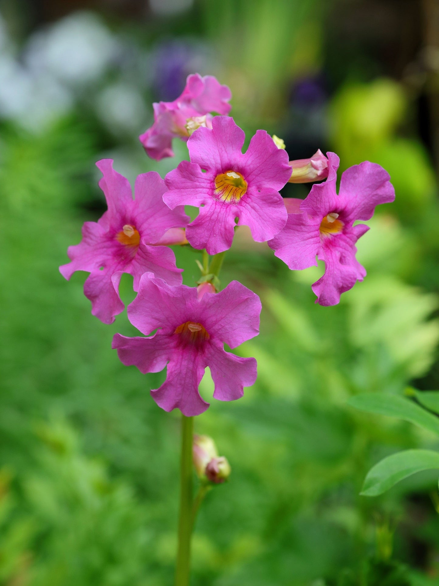 10 Cheron PINK HARDY GLOXINIA Incarvillea Delavayi Flower Seeds