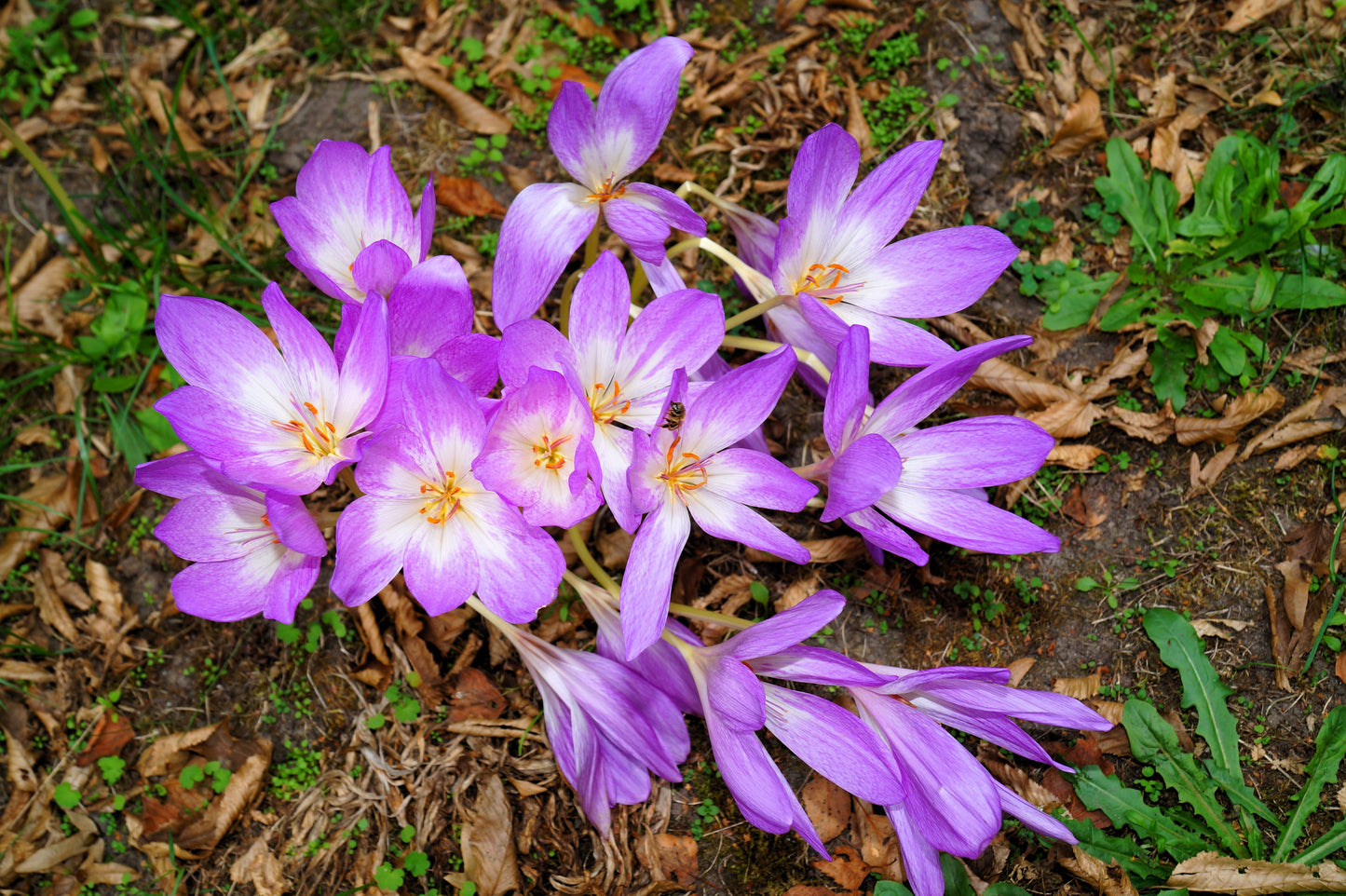 10 AUTUMN CROCUS Colchicum Autumnale Meadow Saffron Flower Seeds