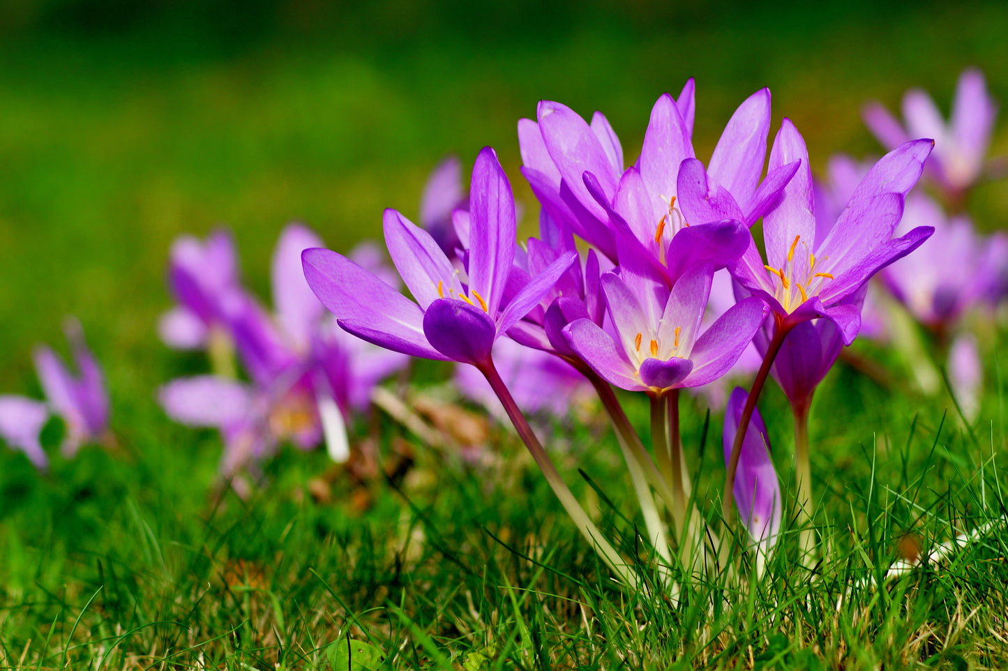 10 AUTUMN CROCUS Colchicum Autumnale Meadow Saffron Flower Seeds