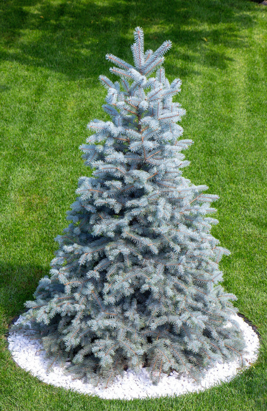 Grow Your Own CHRISTMAS TREE - Colorado Blue Spruce ( Picea Pungens Glauca ) Gift Packet of Tree Seeds