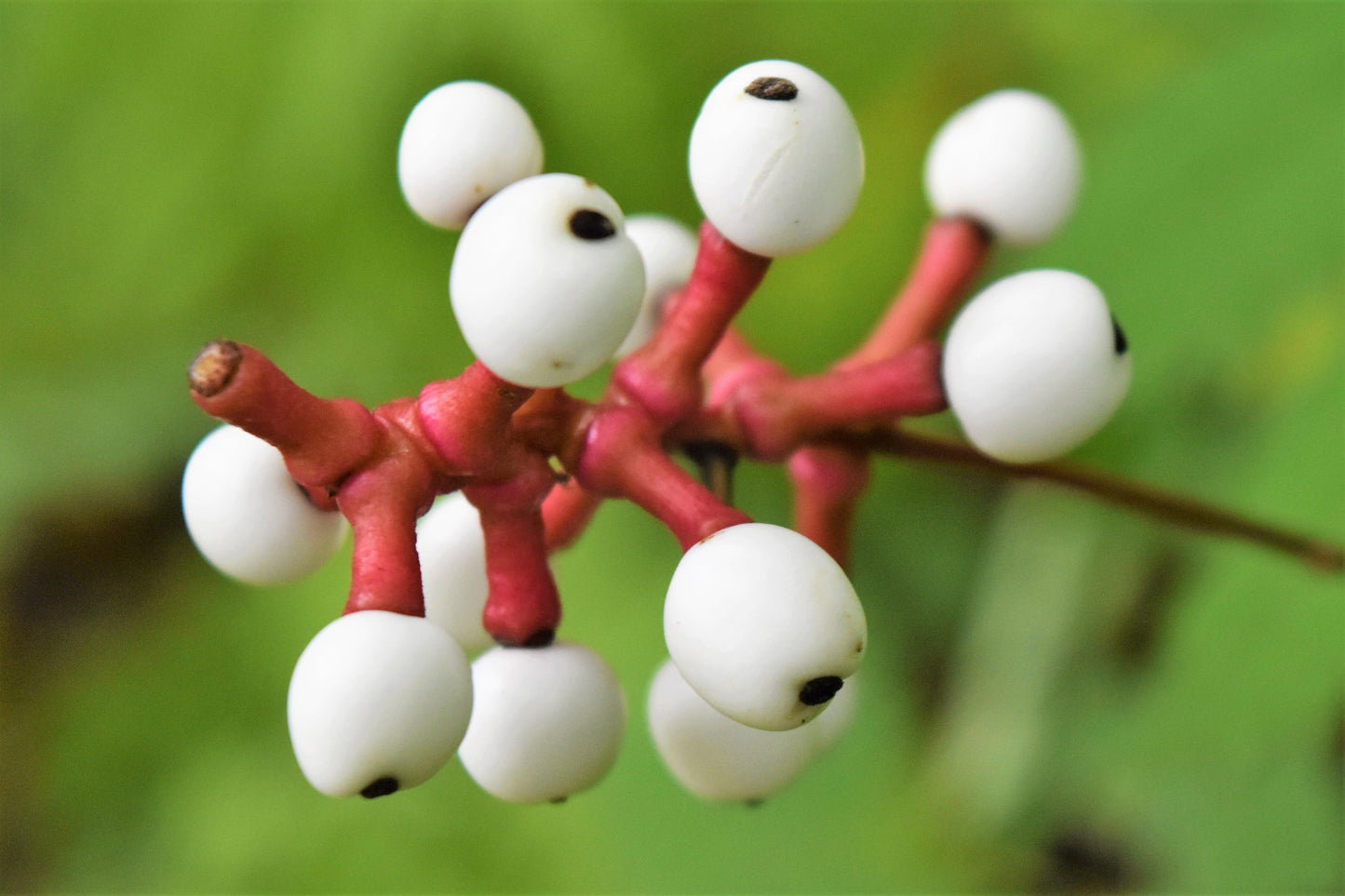 10 DOLL'S EYES Flower White Baneberry Cohosh Actaea Pachypoda Alba Seeds