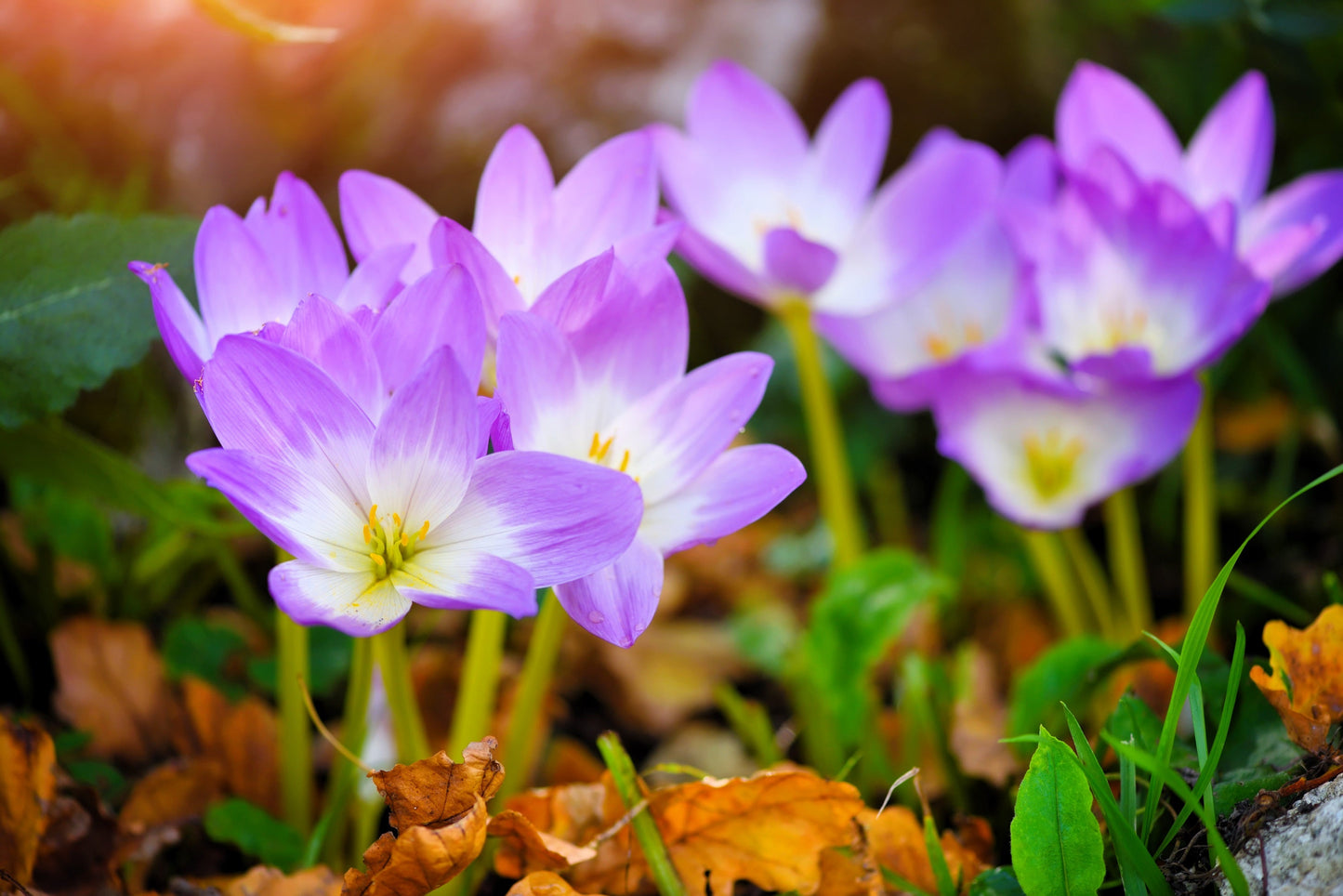 10 AUTUMN CROCUS Colchicum Autumnale Meadow Saffron Flower Seeds