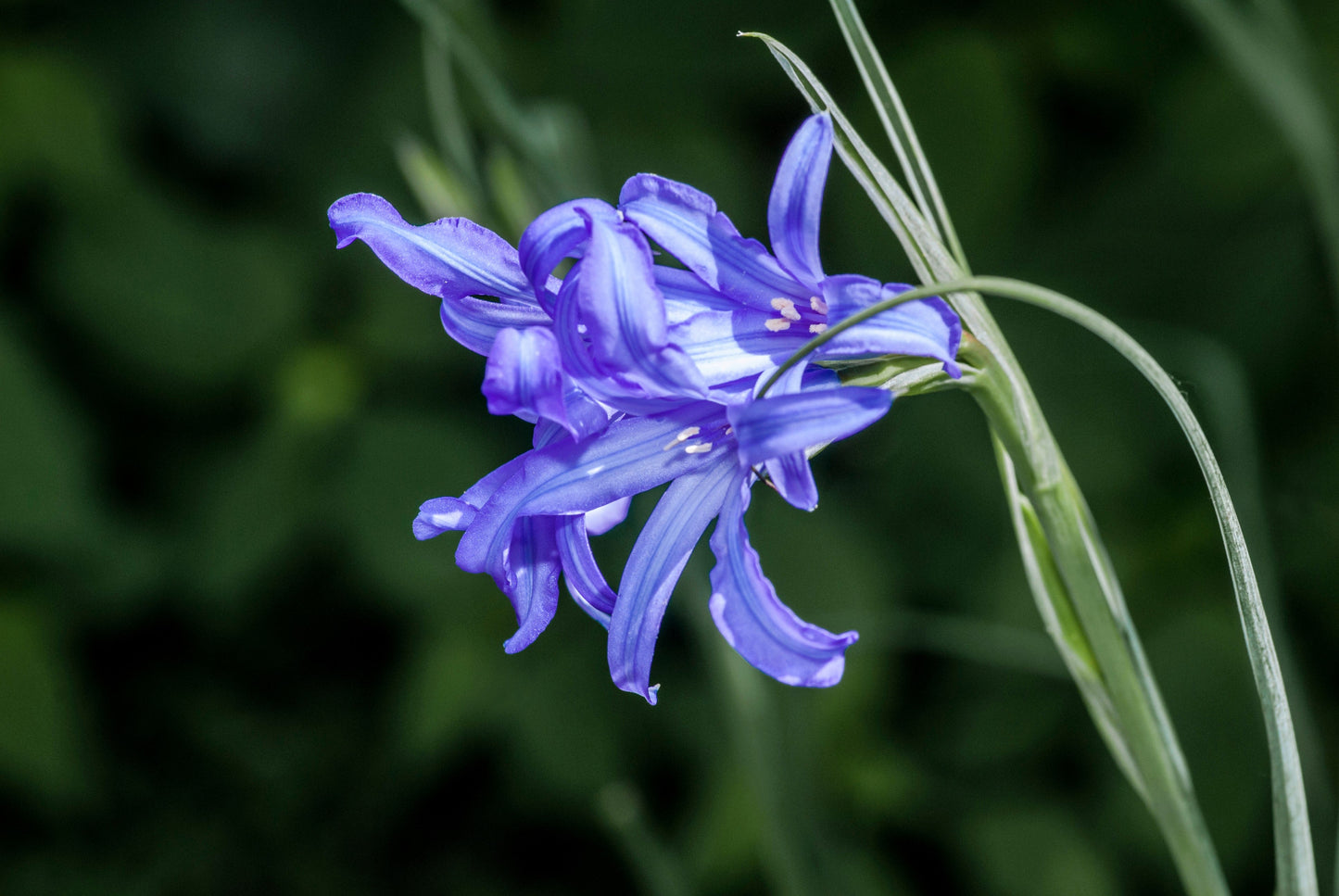 10 BLUE SIBERIAN LILY Mountain Ixia Altai Ixiolirion Tataricum Flower Seeds