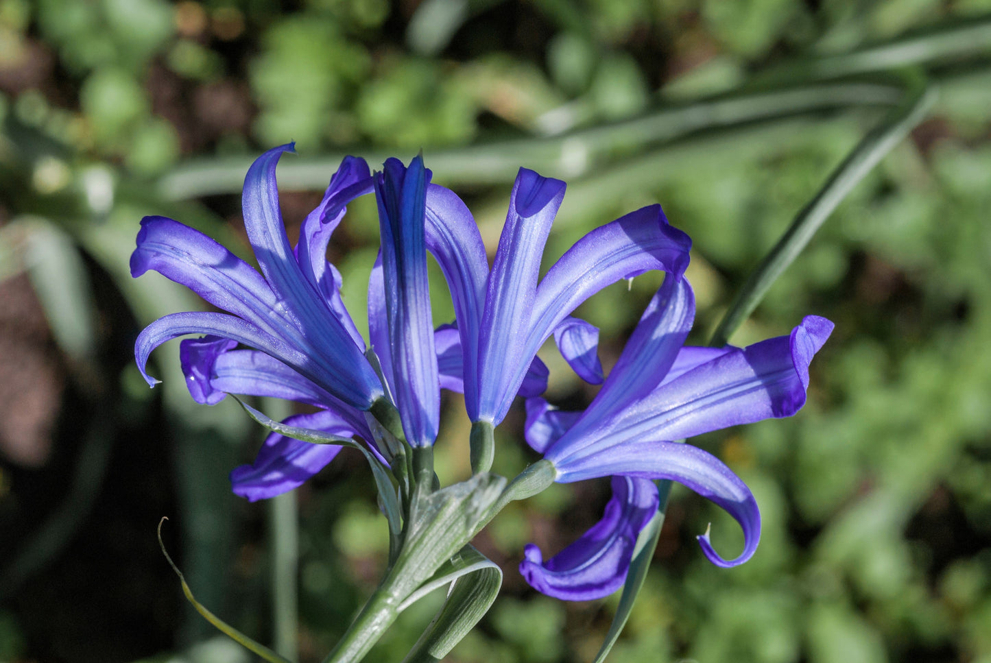 10 BLUE SIBERIAN LILY Mountain Ixia Altai Ixiolirion Tataricum Flower Seeds