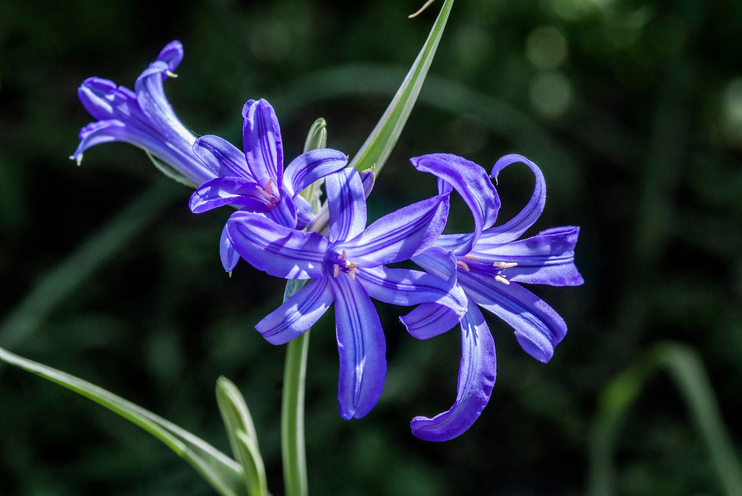 10 BLUE SIBERIAN LILY Mountain Ixia Altai Ixiolirion Tataricum Flower Seeds
