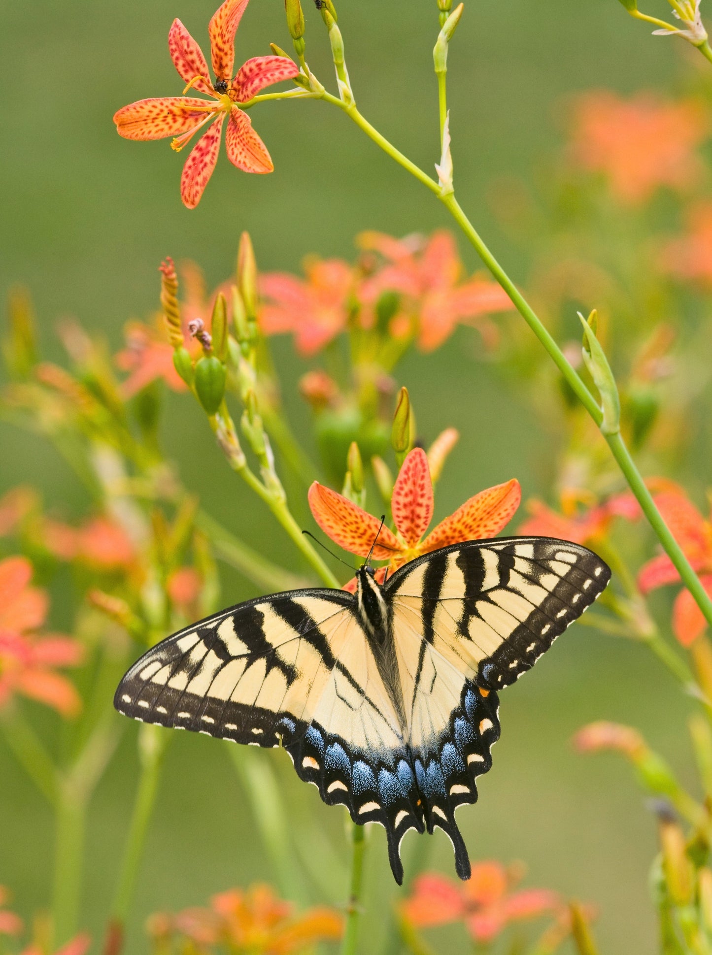 10 FRECKLEFACE BLACKBERRY LILY (Leopard Lily) Belamcanda Chinensis Iris Domestica Flower Seeds