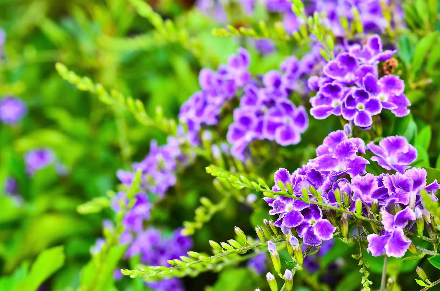 10 GOLDEN DEWDROP Duranta Erecta Repens Golden Foliage Blue Violet Purple White Flower Orange Ornamental Berry Shrub Seeds