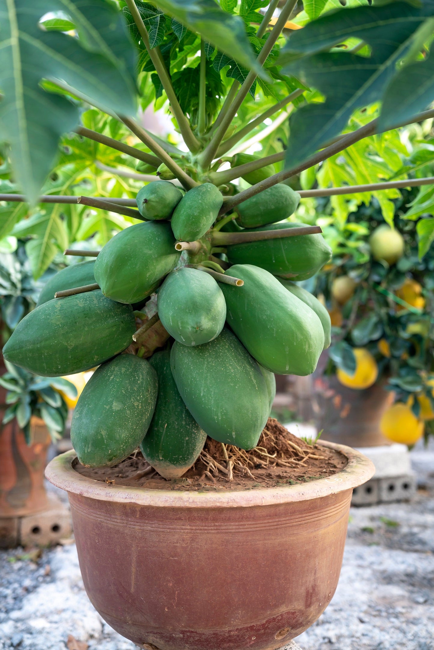 10 DWARF WAIMANALO PAPAYA Solo Hawaiian Carica Fruit Tree Houseplant Seeds
