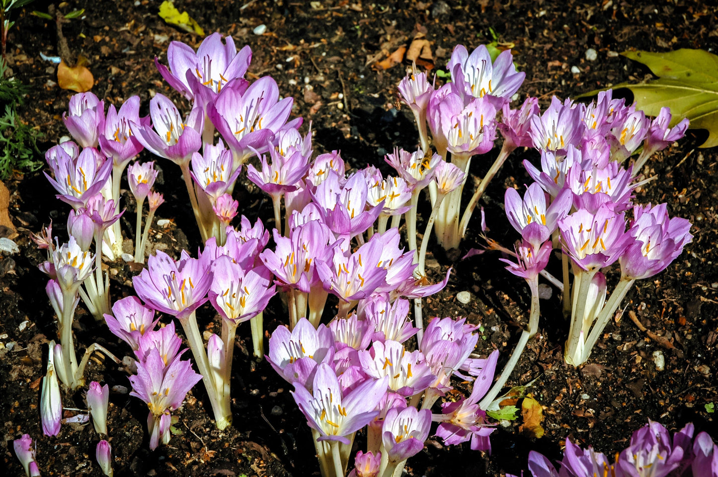 10 AUTUMN CROCUS Colchicum Autumnale Meadow Saffron Flower Seeds
