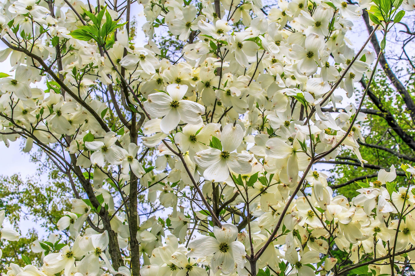 10 American WHITE FLOWERING DOGWOOD Small Tree Cornus Florida Seeds
