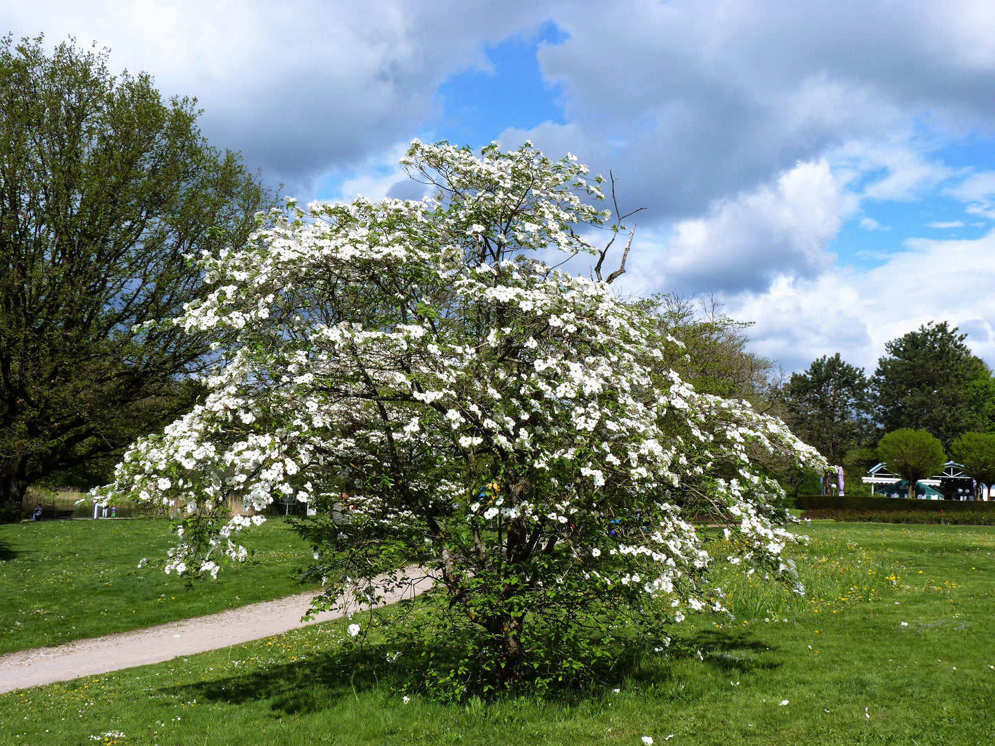 10 American WHITE FLOWERING DOGWOOD Small Tree Cornus Florida Seeds