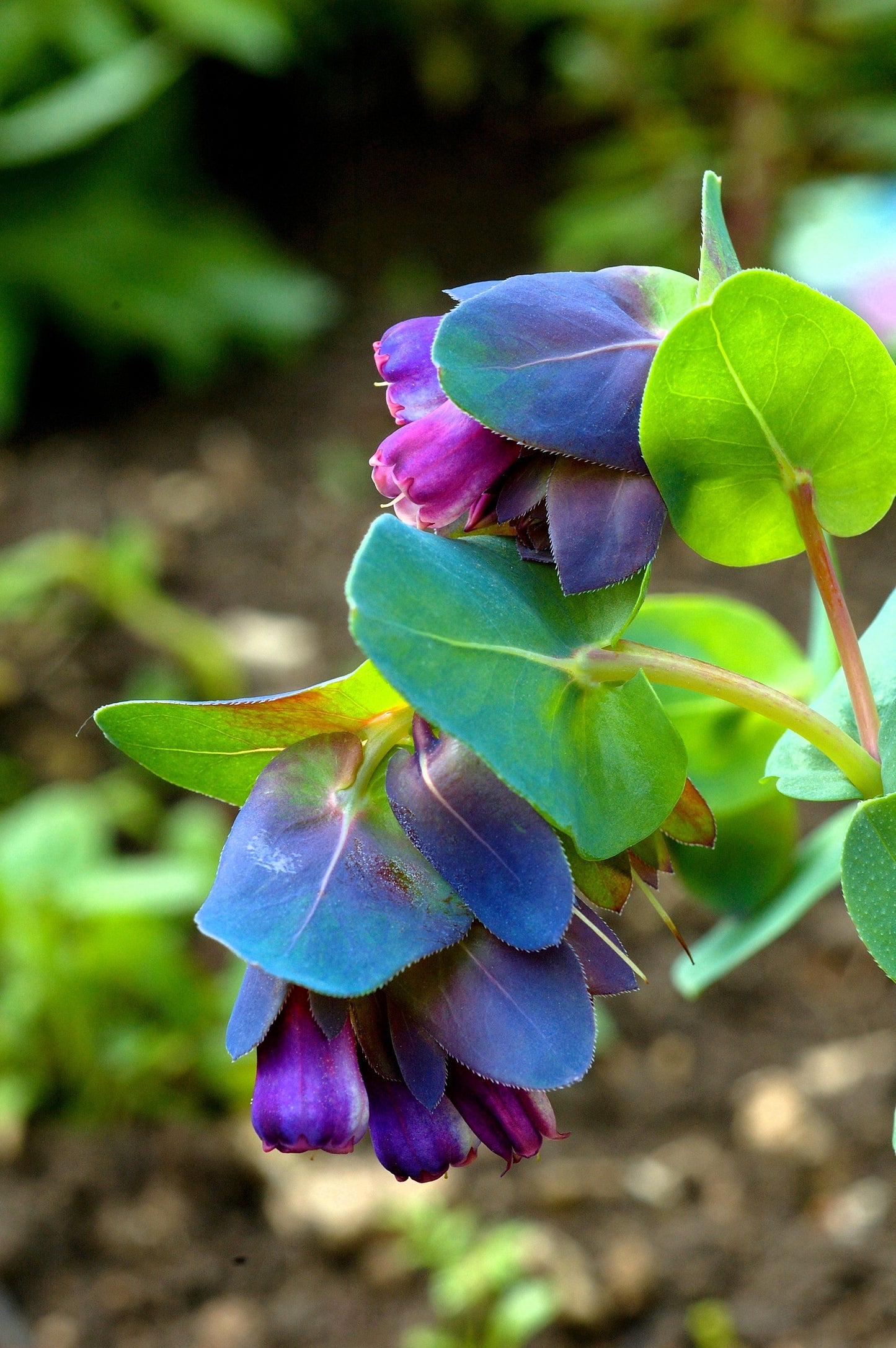 10 BLUE SHRIMP PLANT / Honeywort Cerinthe Major Flower Seeds