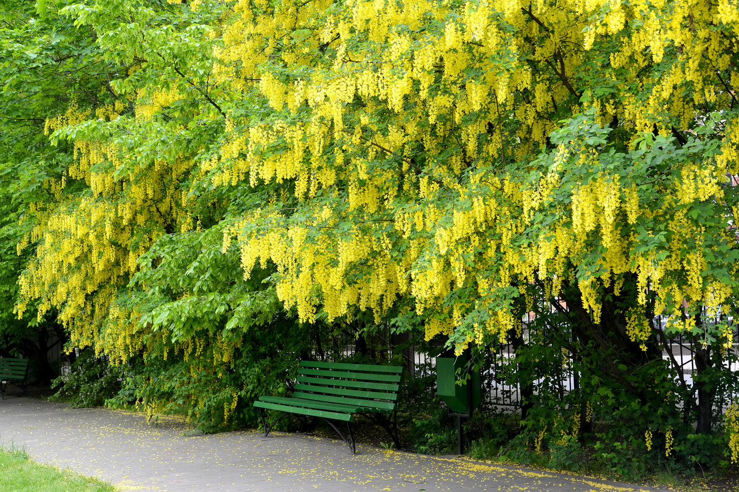 10 GOLDEN CHAIN TREE Goldenchain Laburnum Anagyroides Yellow Flower Seeds