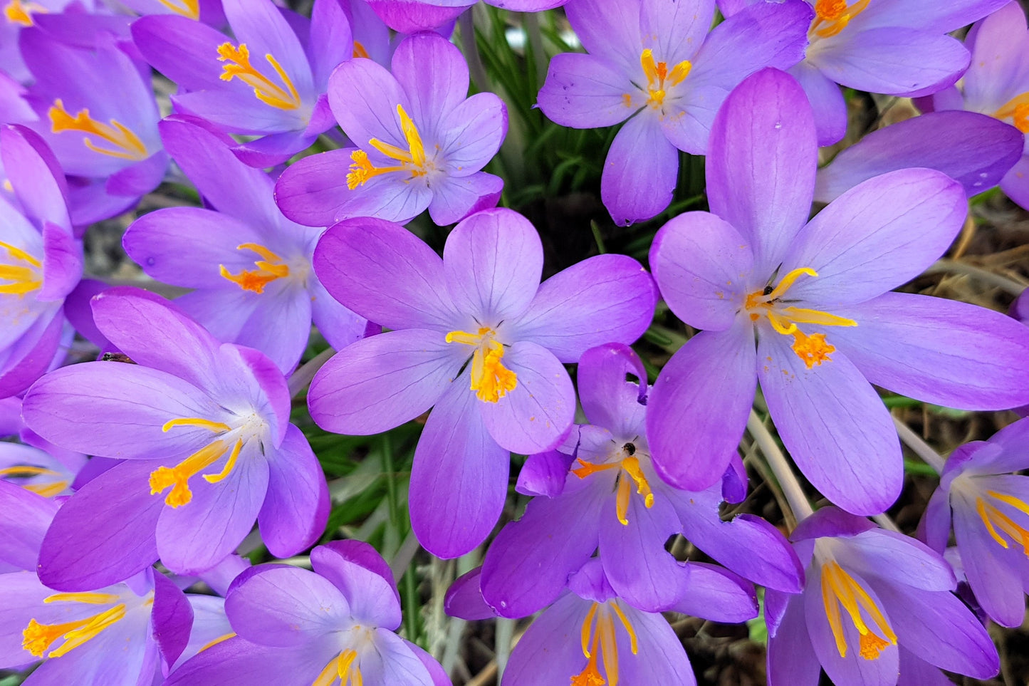 10 AUTUMN CROCUS Colchicum Autumnale Meadow Saffron Flower Seeds