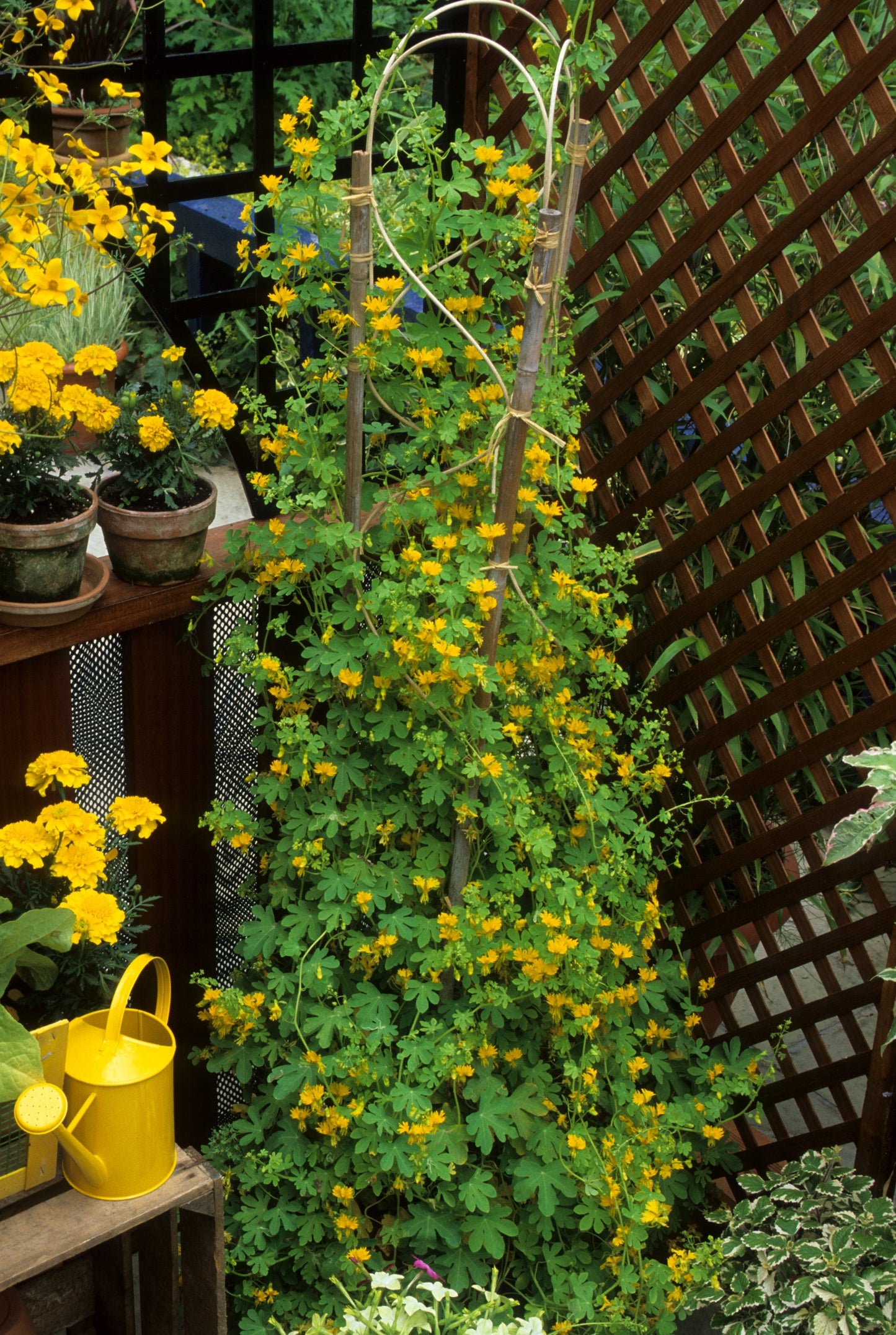 10 CANARY CREEPER NASTURTIUM Vine Tropaeolum Peregrinum Yellow Canarybird Flower Seeds