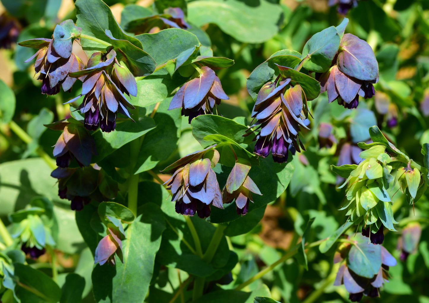 10 BLUE SHRIMP PLANT / Honeywort Cerinthe Major Flower Seeds