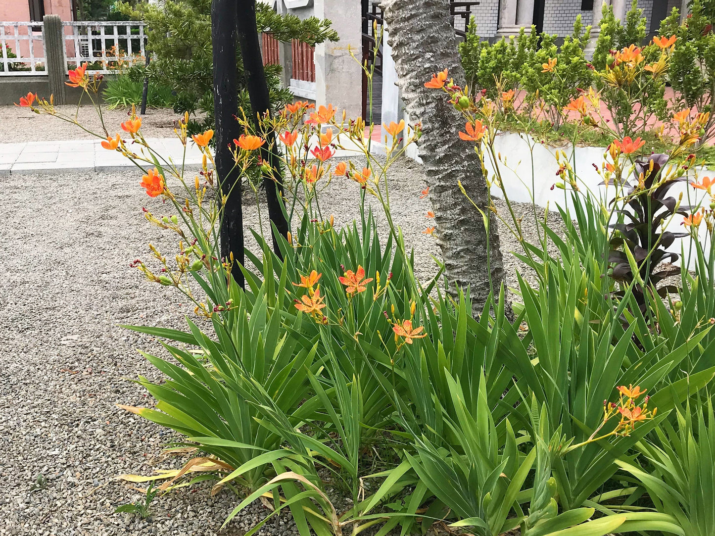 10 FRECKLEFACE BLACKBERRY LILY (Leopard Lily) Belamcanda Chinensis Iris Domestica Flower Seeds