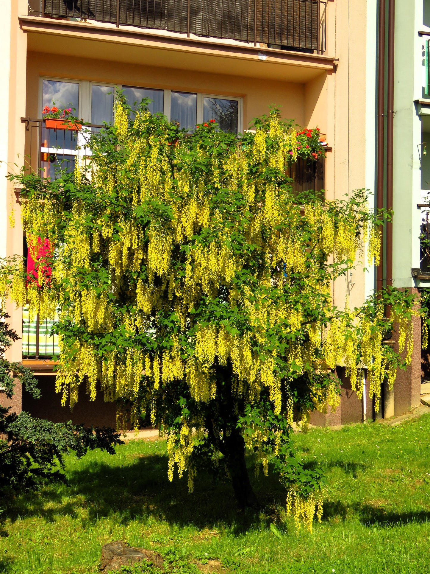 10 GOLDEN CHAIN TREE Goldenchain Laburnum Anagyroides Yellow Flower Seeds