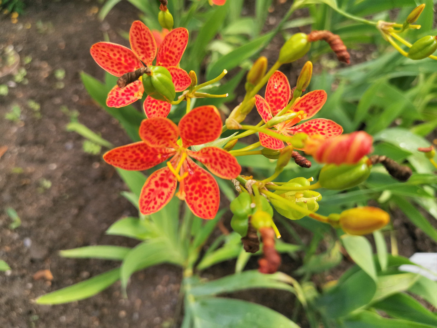 10 FRECKLEFACE BLACKBERRY LILY (Leopard Lily) Belamcanda Chinensis Iris Domestica Flower Seeds
