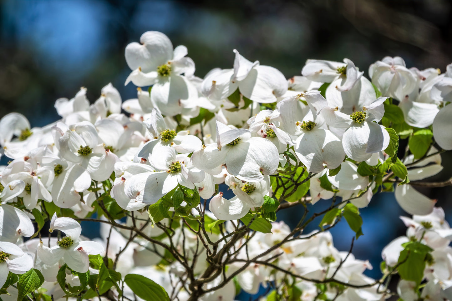 10 American WHITE FLOWERING DOGWOOD Small Tree Cornus Florida Seeds