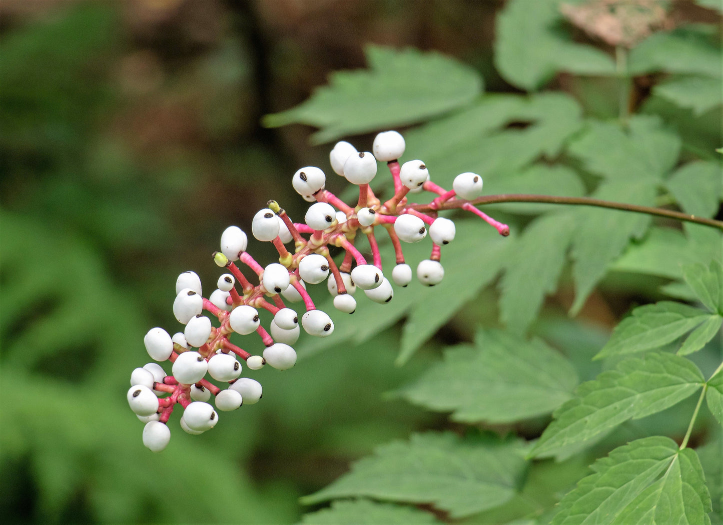 10 DOLL'S EYES Flower White Baneberry Cohosh Actaea Pachypoda Alba Seeds