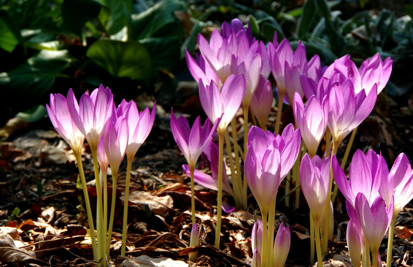 10 AUTUMN CROCUS Colchicum Autumnale Meadow Saffron Flower Seeds