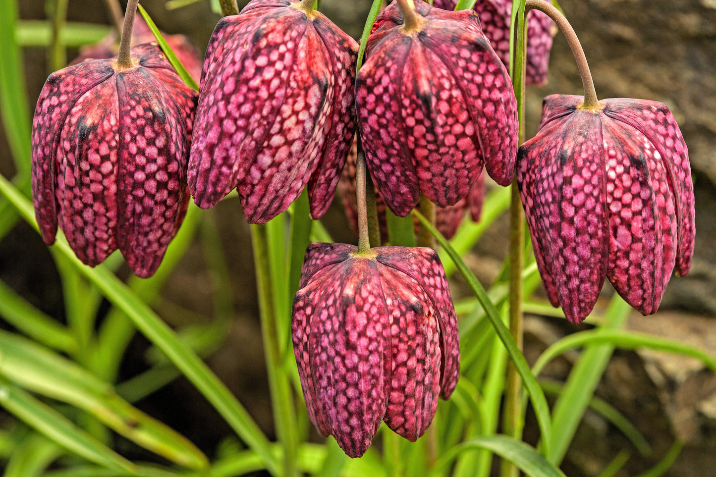 10 CHECKER LILY Fritillaria Affinis Chocolate Mission Bells Flower Seeds
