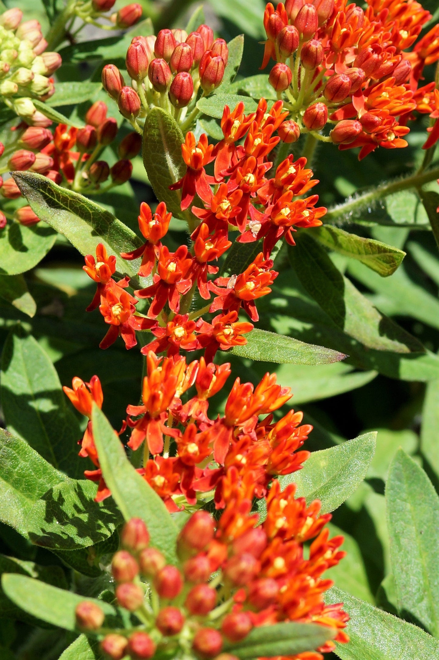 10 GAY BUTTERFLIES MILKWEED Red Yellow Orange Mix Asclepias Tuberosa Butterfly Weed Flower Seeds