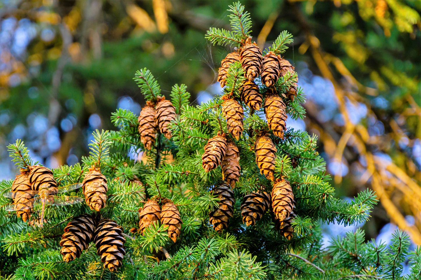 Grow Your Own CHRISTMAS TREE - Douglas Fir ( Pseudotsuga Menziesii ) Gift Packet of Tree Seeds