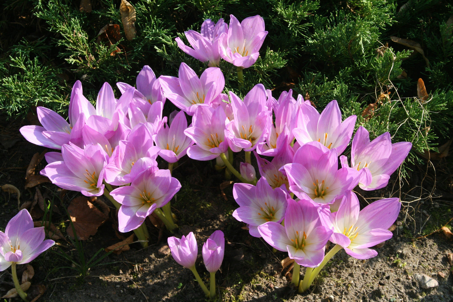10 AUTUMN CROCUS Colchicum Autumnale Meadow Saffron Flower Seeds