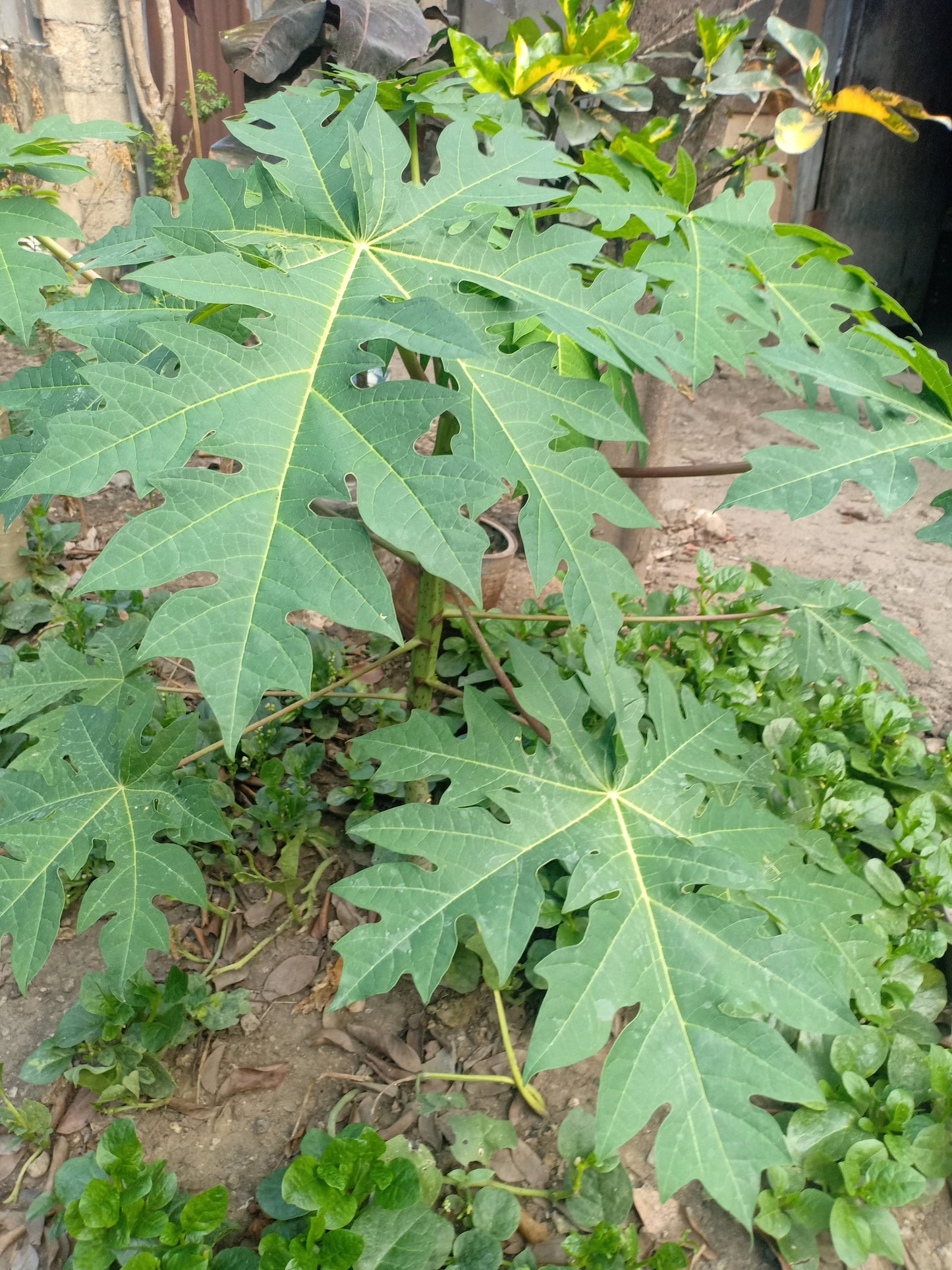 10 DWARF WAIMANALO PAPAYA Solo Hawaiian Carica Fruit Tree Houseplant Seeds