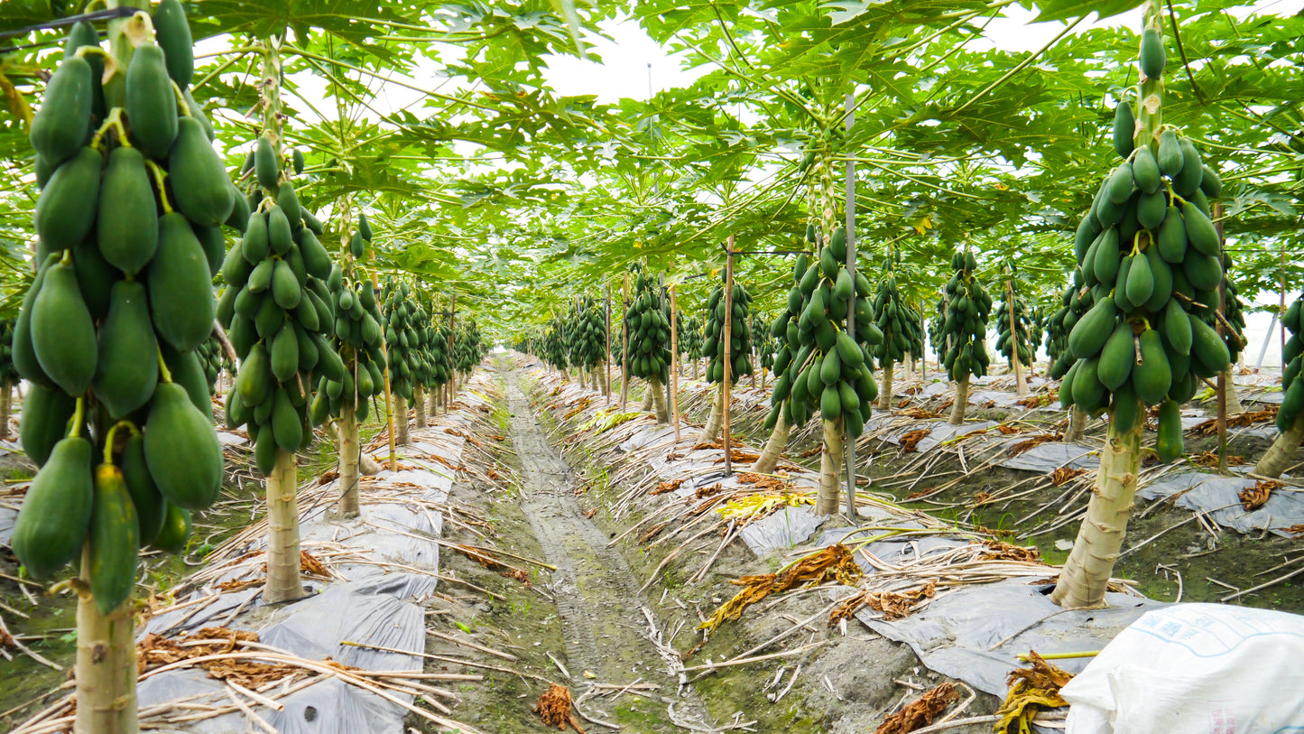 10 DWARF WAIMANALO PAPAYA Solo Hawaiian Carica Fruit Tree Houseplant Seeds