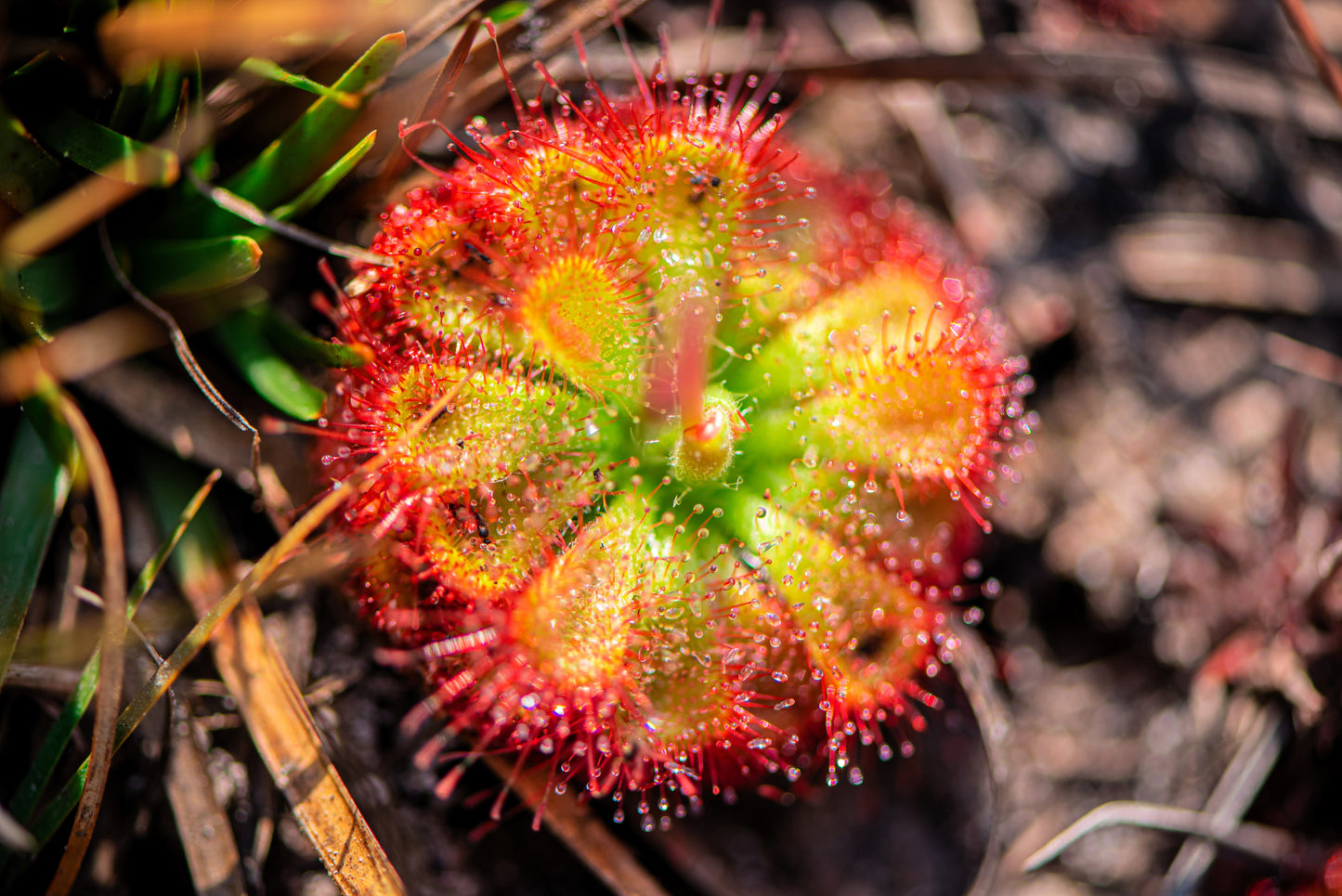 10 CARNIVOROUS SUNDEW PLANT Drosera Flower Seeds
