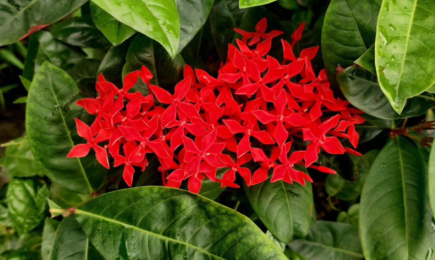 10 GAY BUTTERFLIES MILKWEED Red Yellow Orange Mix Asclepias Tuberosa Butterfly Weed Flower Seeds