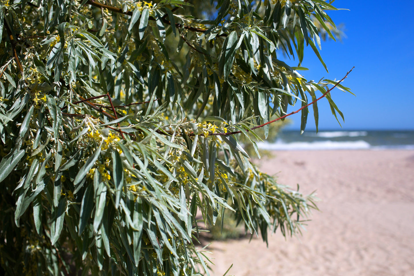 10 AMERICAN SILVERBERRY Elaeagnus Commutata aka Wolf Willow Wolfberry Wild Olive Berry Fruit Shrub Seeds