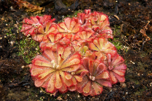 10 CARNIVOROUS SUNDEW PLANT Drosera Flower Seeds